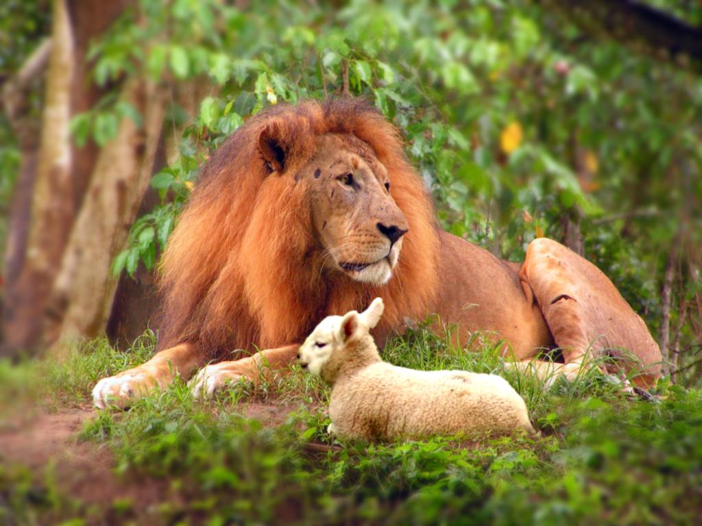 Lion and Lamb shall lay together.